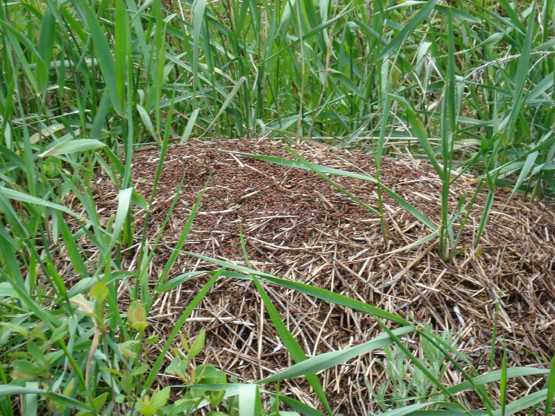 Giant Fire ant hill