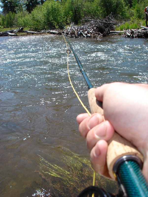 Fishing Monture Creek