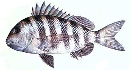 Sheepshead